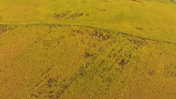 Imágenes aéreas del arroz agrícola — Vídeo de stock