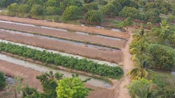 Images aériennes de l'agriculture du longan et du litchi 