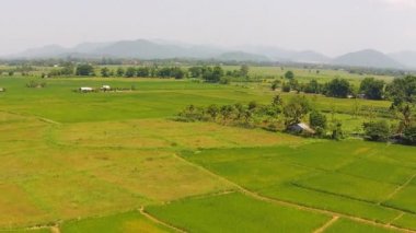 Tarım pirinç hava görüntüleri