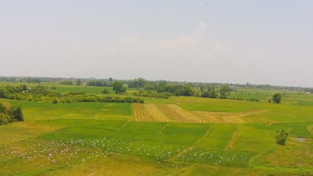 Imágenes aéreas del arroz agrícola — Vídeos de Stock