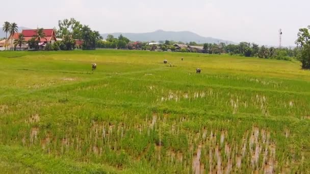 Luchtfoto beelden van landbouw rijst — Stockvideo