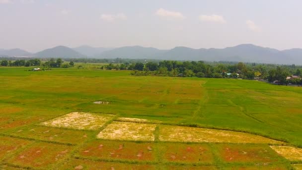 Imágenes aéreas del arroz agrícola — Vídeo de stock