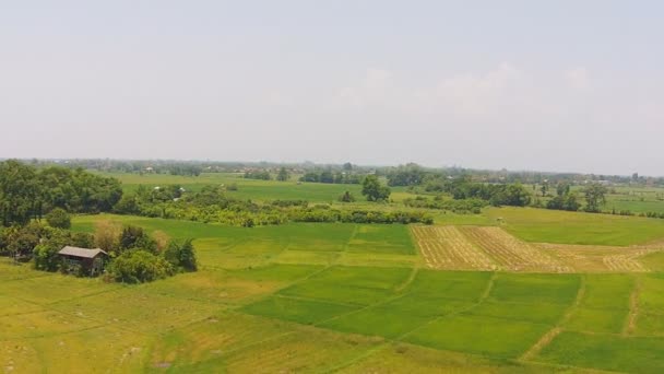 Imágenes aéreas del arroz agrícola — Vídeo de stock