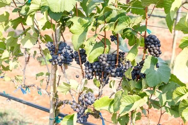 Ramo de uvas jóvenes en vid en viñedo — Foto de Stock