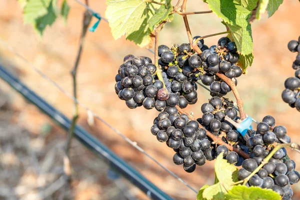 Ramo uvas jovens na vinha na vinha — Fotografia de Stock