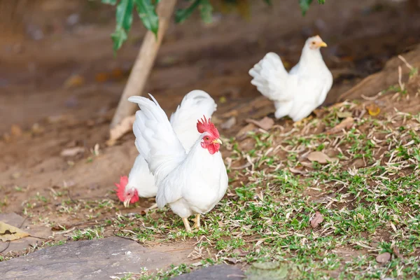 Bantam blanco de cerca —  Fotos de Stock