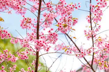 Kiraz çiçeği ve Sakura.