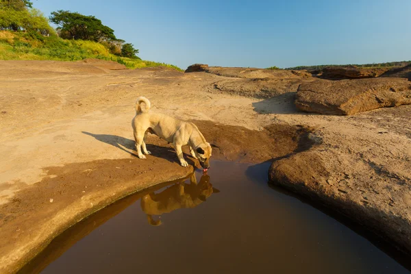 Bruine hond drinken water — Stockfoto