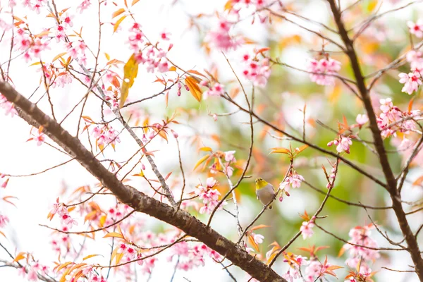 Fiori di ciliegio e Sakura — Foto Stock