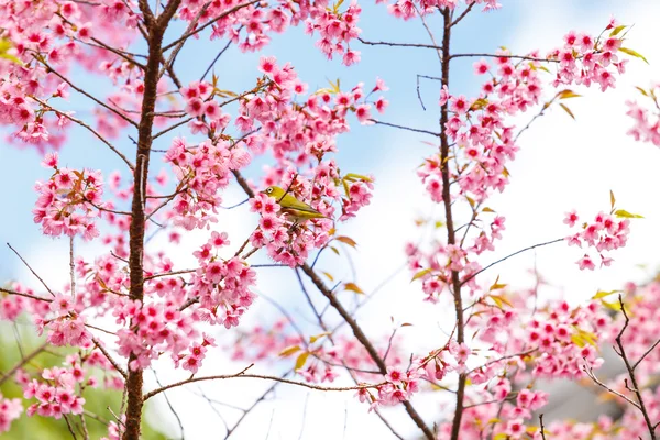 Kwiat wiśni i Sakura — Zdjęcie stockowe