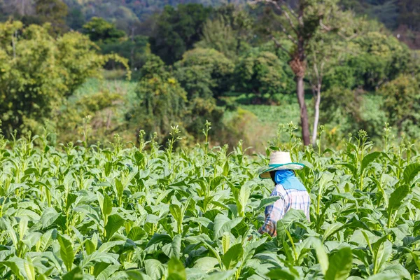 Mujer poner insecticida y fertilizante en la planta de tabaco —  Fotos de Stock