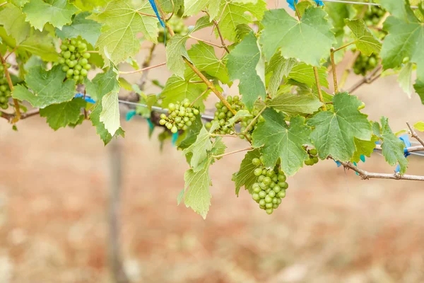 Young grapes branches — Stock Photo, Image