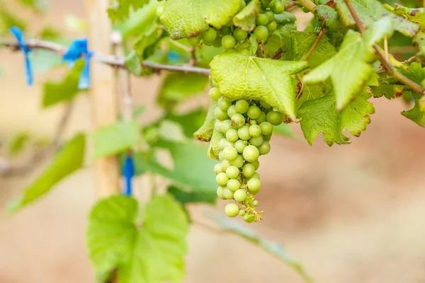 Young grapes branches — Stock Photo, Image