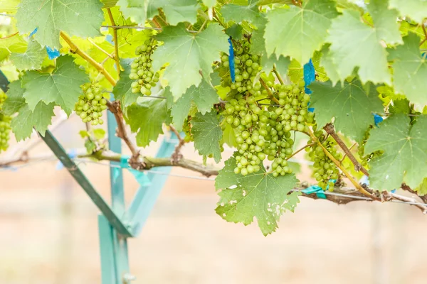 Pobočka mladé hrozny na vinné révy ve vinici — Stock fotografie