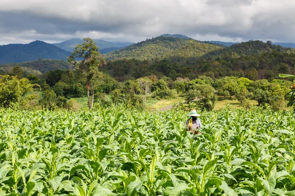 Vrouw zetten Insecticide en kunstmest in de Tabaksplant — Stockfoto