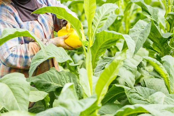 女性はタバコ植物の殺虫剤と肥料を置く — ストック写真