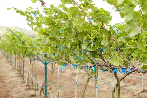 Rama de uvas jóvenes para vid en viñedo — Foto de Stock