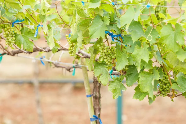 Ramas de uvas jóvenes — Foto de Stock