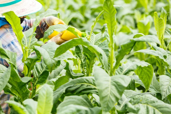Vrouw zetten Insecticide en kunstmest in de Tabaksplant — Stockfoto