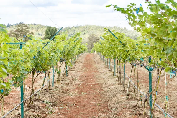 Ramas de uvas jóvenes — Foto de Stock