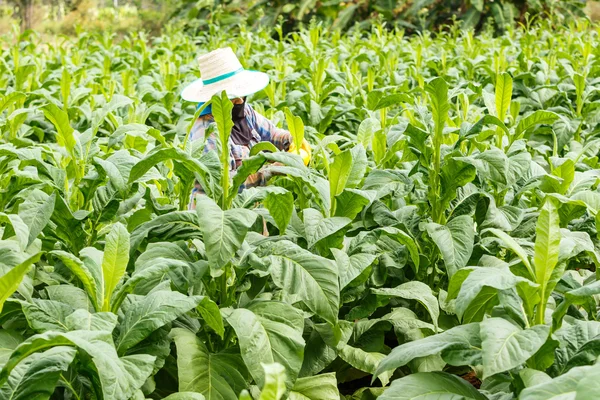 Mujer poner insecticida y fertilizante en la planta de tabaco —  Fotos de Stock