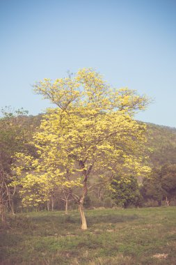 Retro vintage tonda sarı tabebuia bahar çiçeği