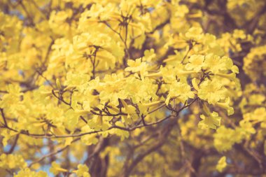 Yellow tabebuia spring blossom in vintage retro tone clipart
