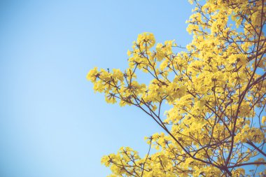 Retro vintage tonda sarı tabebuia bahar çiçeği