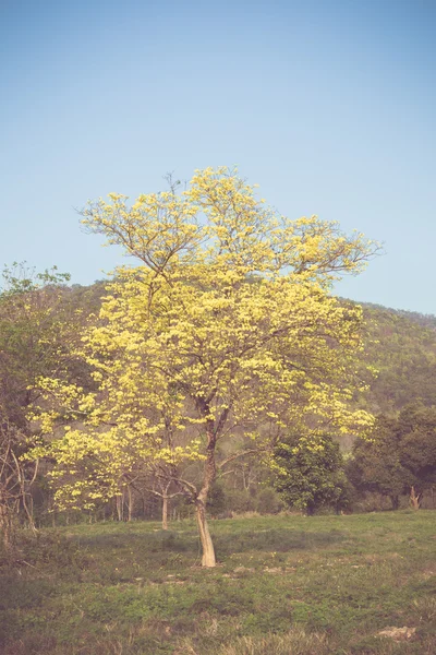 Yellow tabebuia spring blossom in vintage retro tone — Stock Photo, Image