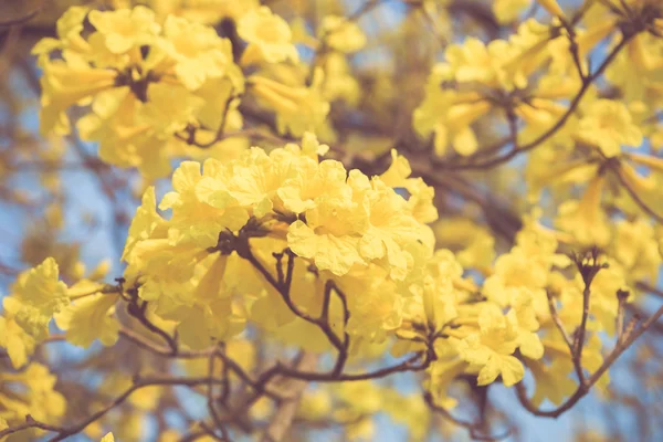 Yellow tabebuia spring blossom in vintage retro tone — Stock Photo, Image