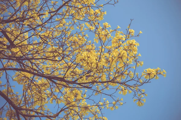 Gele tabebuia voorjaar bloesem in vintage retro Toon — Stockfoto