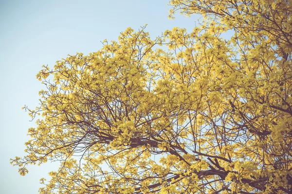 Gele tabebuia voorjaar bloesem in vintage retro Toon — Stockfoto