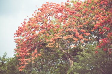 caesalpinia pulcherrima çiçekler