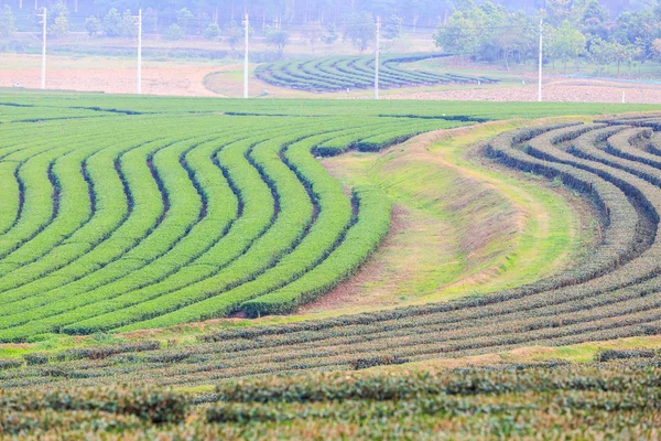 Zielona herbata plantation pole — Zdjęcie stockowe