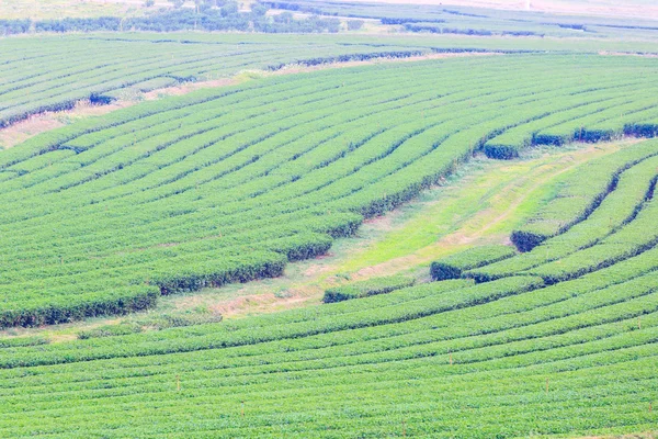 Zielona herbata plantation pole — Zdjęcie stockowe