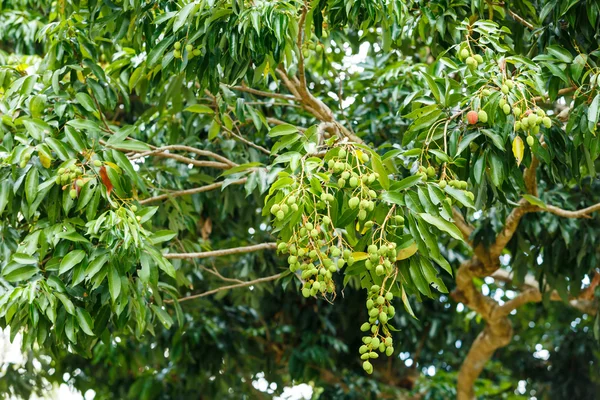 Jovem litchi na árvore — Fotografia de Stock