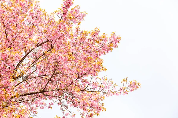 Wild Himalayan Cherry — Stock Photo, Image