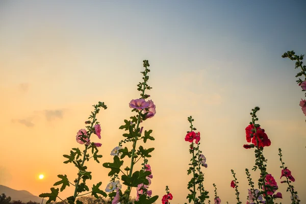 Hollyhock flower garden — Stock Photo, Image