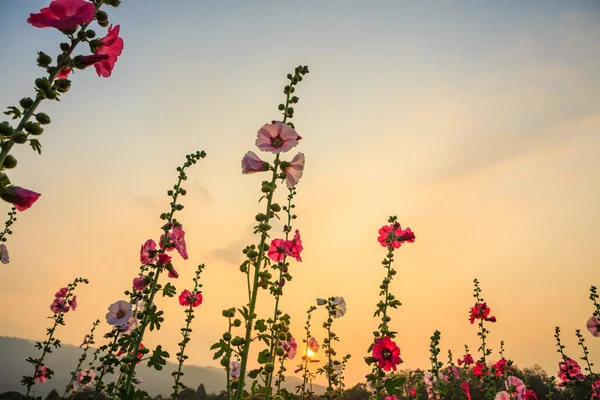 Hollyhock-Blumengarten — Stockfoto