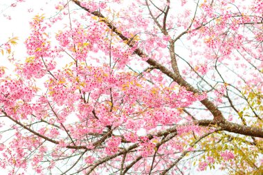 Vahşi Himalaya Kiraz Çiçeği