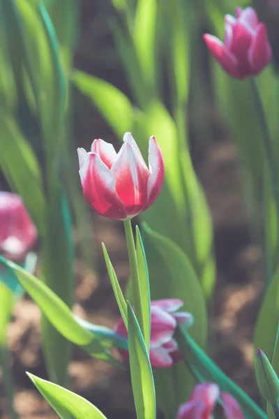 Tulip blomma våren — Stockfoto