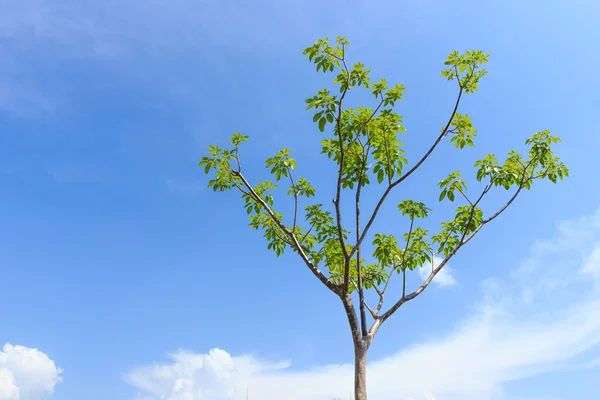 Albero con cielo blu — Foto Stock