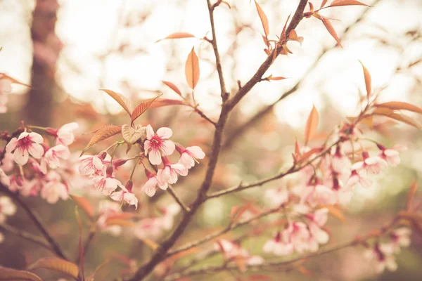 Fiore di ciliegio selvatico himalayano — Foto Stock
