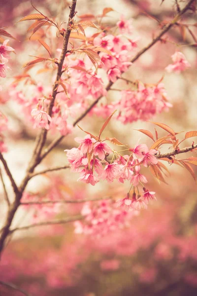 Fiore di ciliegio selvatico himalayano — Foto Stock