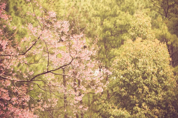 Flor de cereja selvagem do Himalaia — Fotografia de Stock