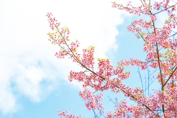 Himalaya-Kirschblüte — Stockfoto