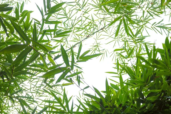 Bamboo leaves on white — Stock Photo, Image