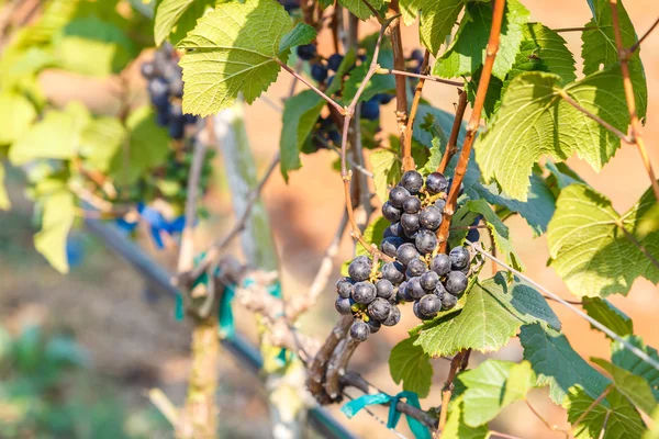 Ветвь молодого винограда — стоковое фото