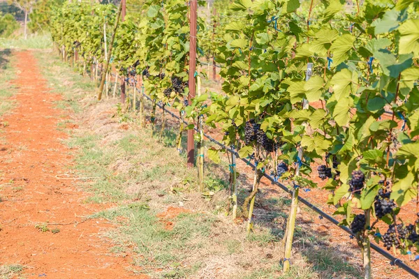 Branch of young grapes — Stock Photo, Image