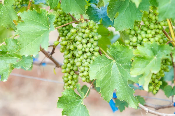 Ramo de uvas jovens — Fotografia de Stock